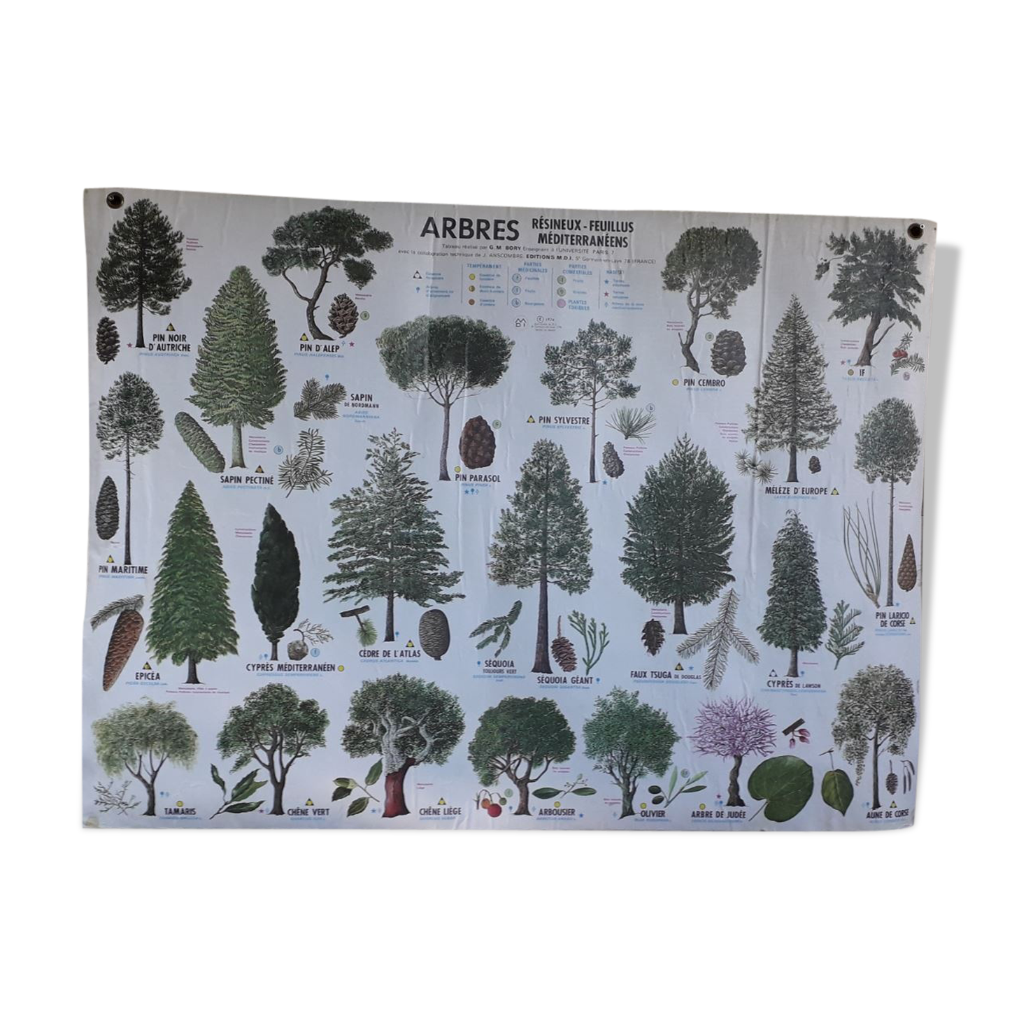 School poster / m.d.i / 1974 mediterranean deciduous coniferous trees