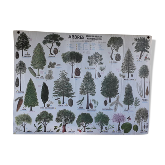 School poster / m.d.i / 1974 mediterranean deciduous coniferous trees