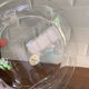 6 new Duralex transparent flat plates