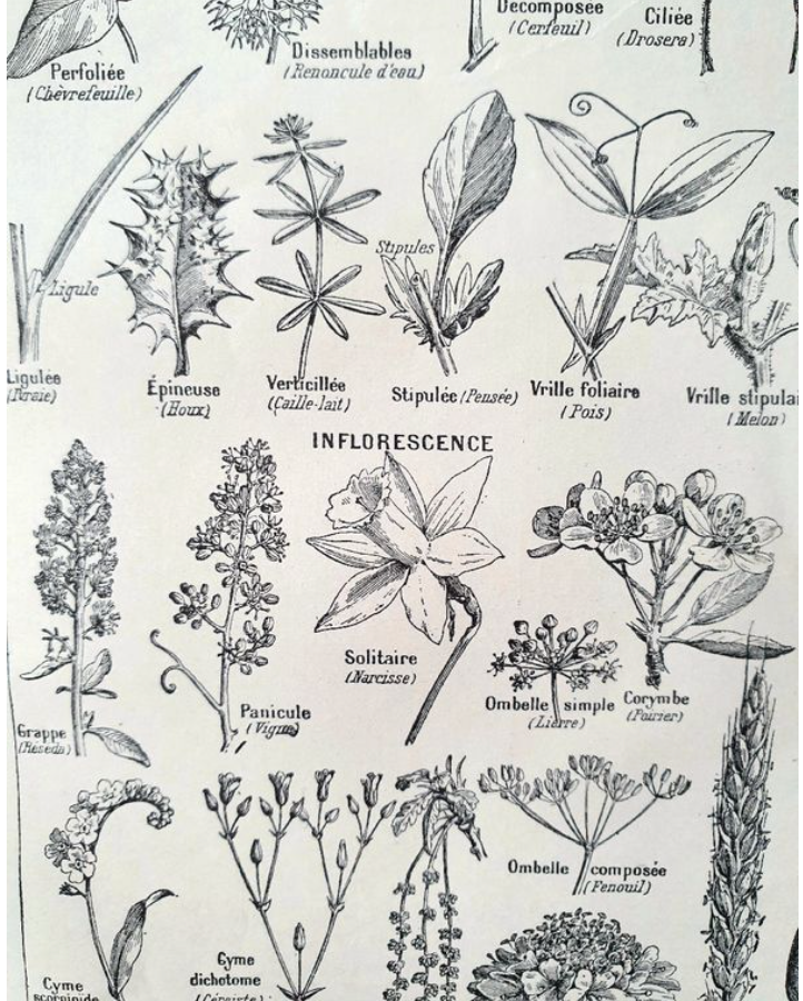 Botanical plate 40s black and white