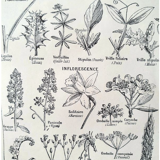 Botanical plate 40s black and white