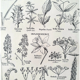 Botanical plate 40s black and white