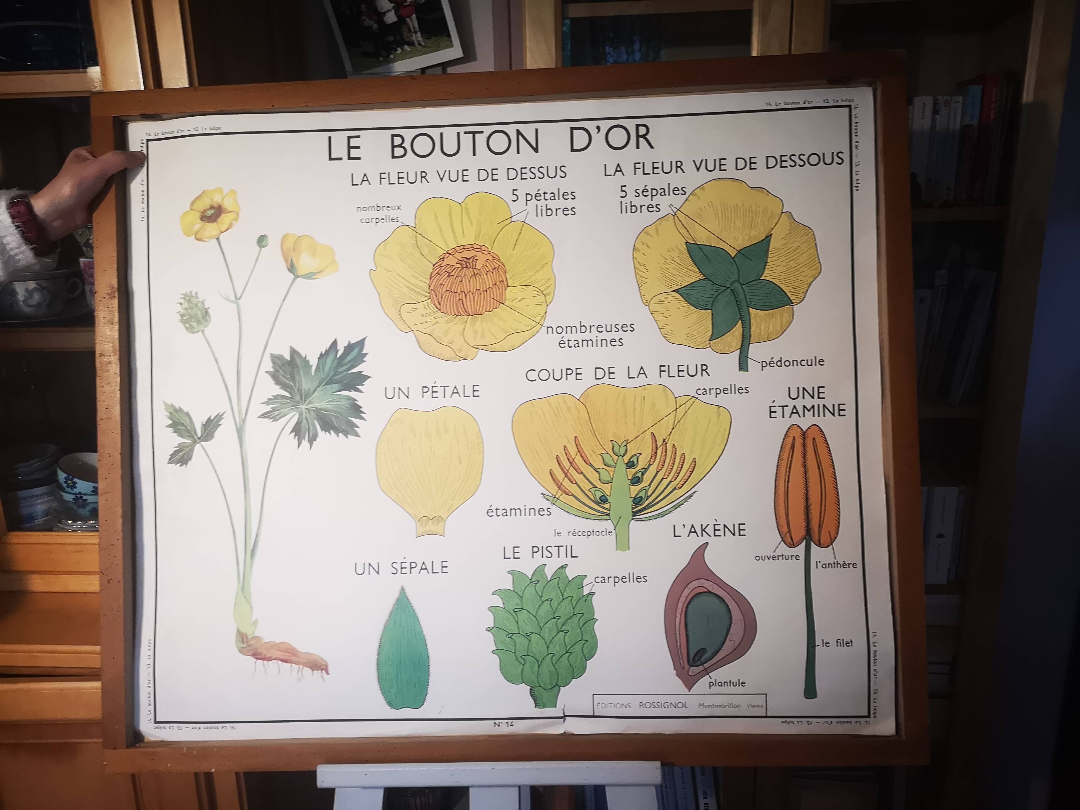 Large Botanical Nightingale Poster