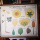 Large Botanical Nightingale Poster