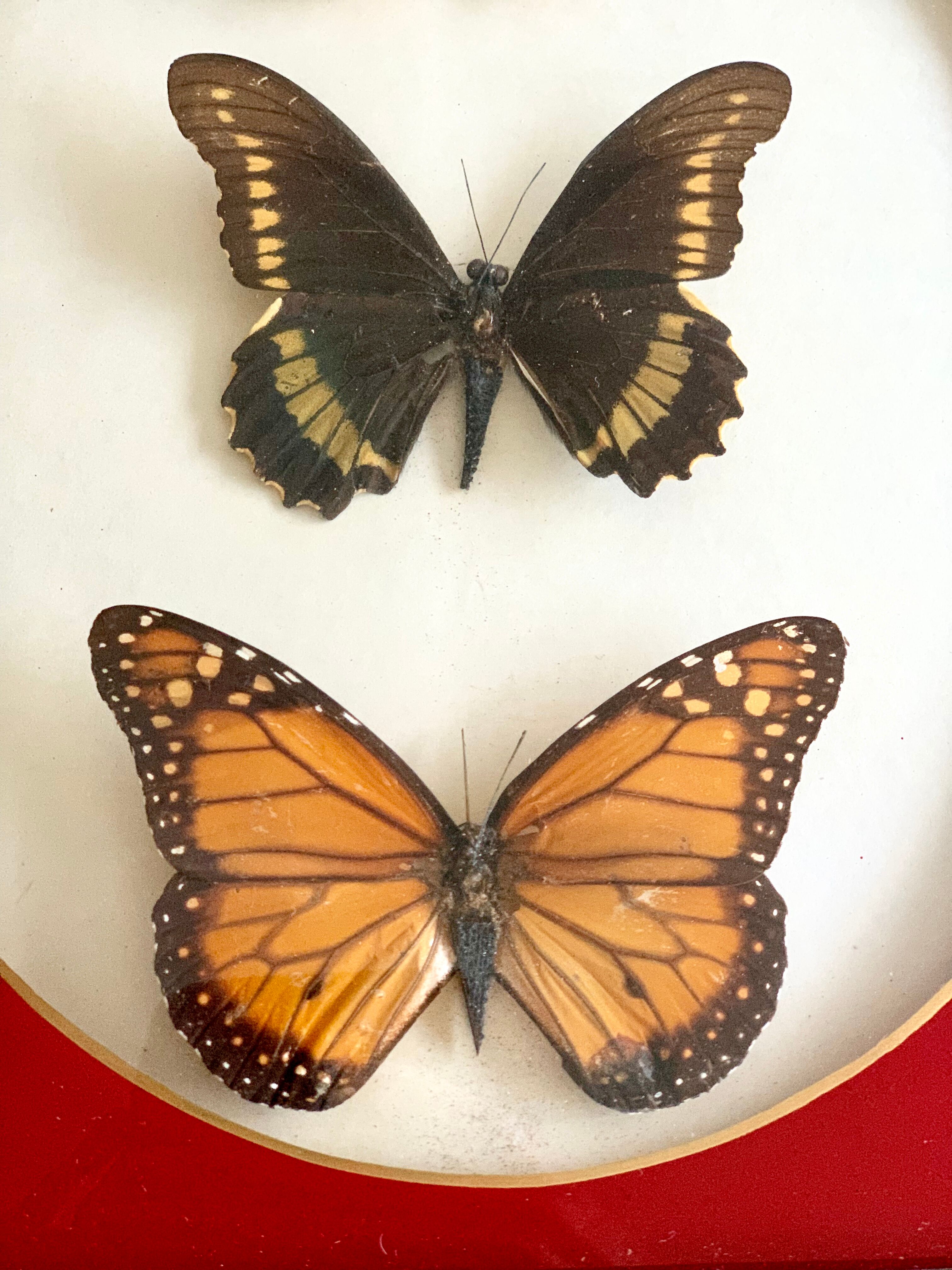 Naturalized Butterfly border of Brazil