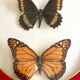 Naturalized Butterfly border of Brazil