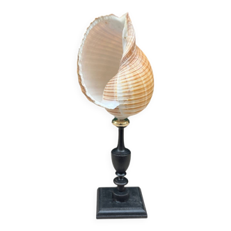 Tonna Galea seashell on a wooden base, late 19th century, Cabinet of curiosities