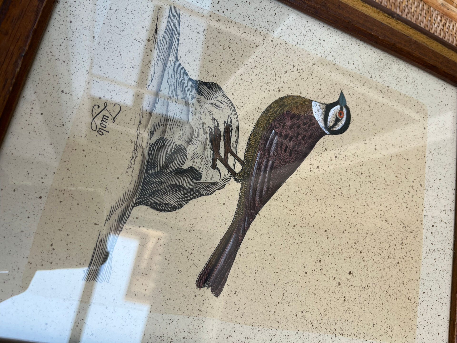 Framed ornithological engraving