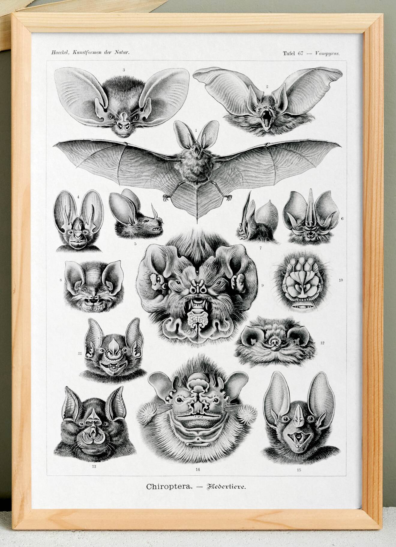 Poster about “bats”, based on an old lithograph from 1904