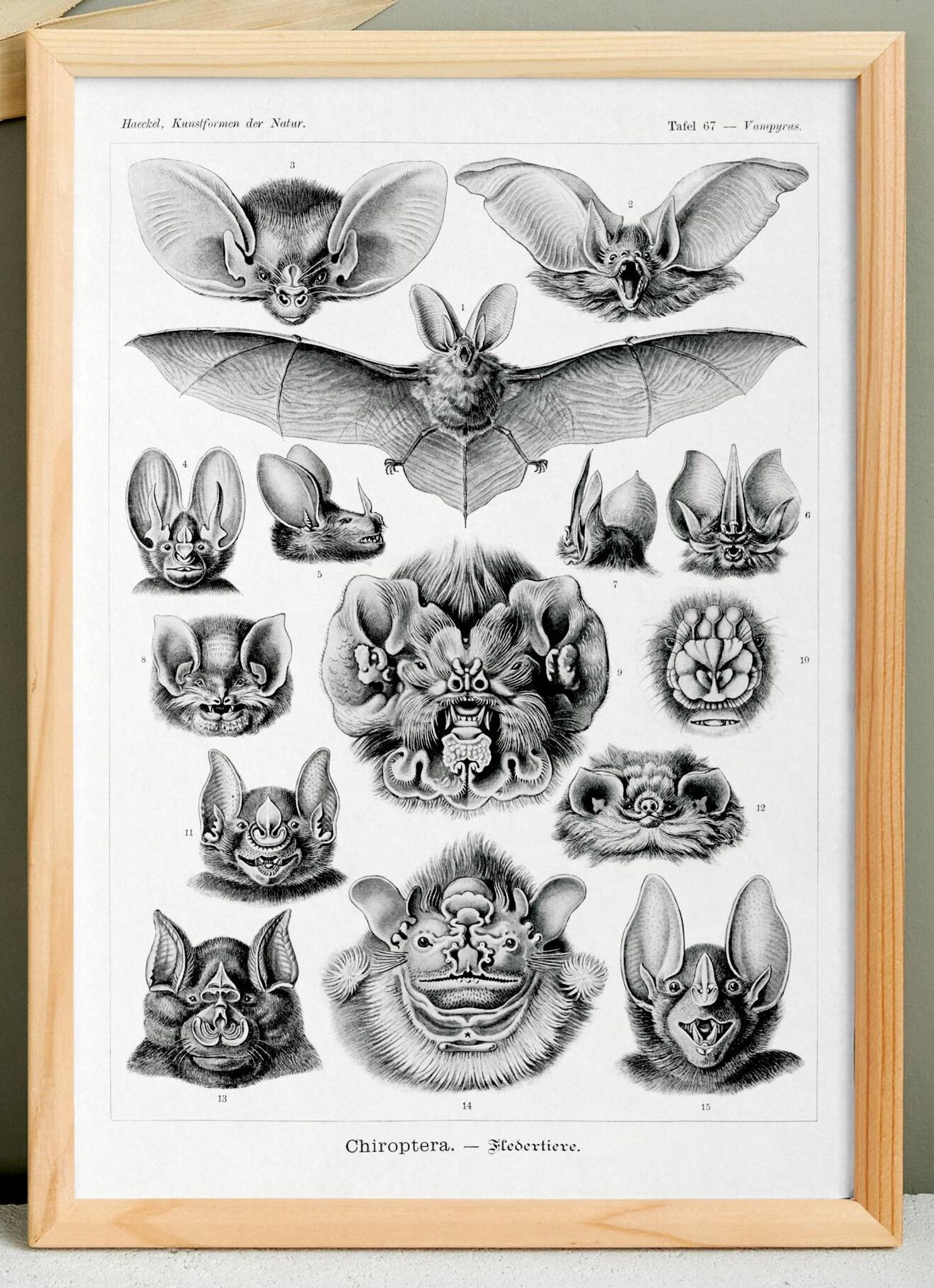 Affiche sur “les chauves-souris”, d’après une lithographie ancienne de 1904