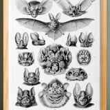 Poster about “bats”, based on an old lithograph from 1904