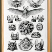 Affiche sur “les chauves-souris”, d’après une lithographie ancienne de 1904