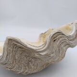 Shell clam.