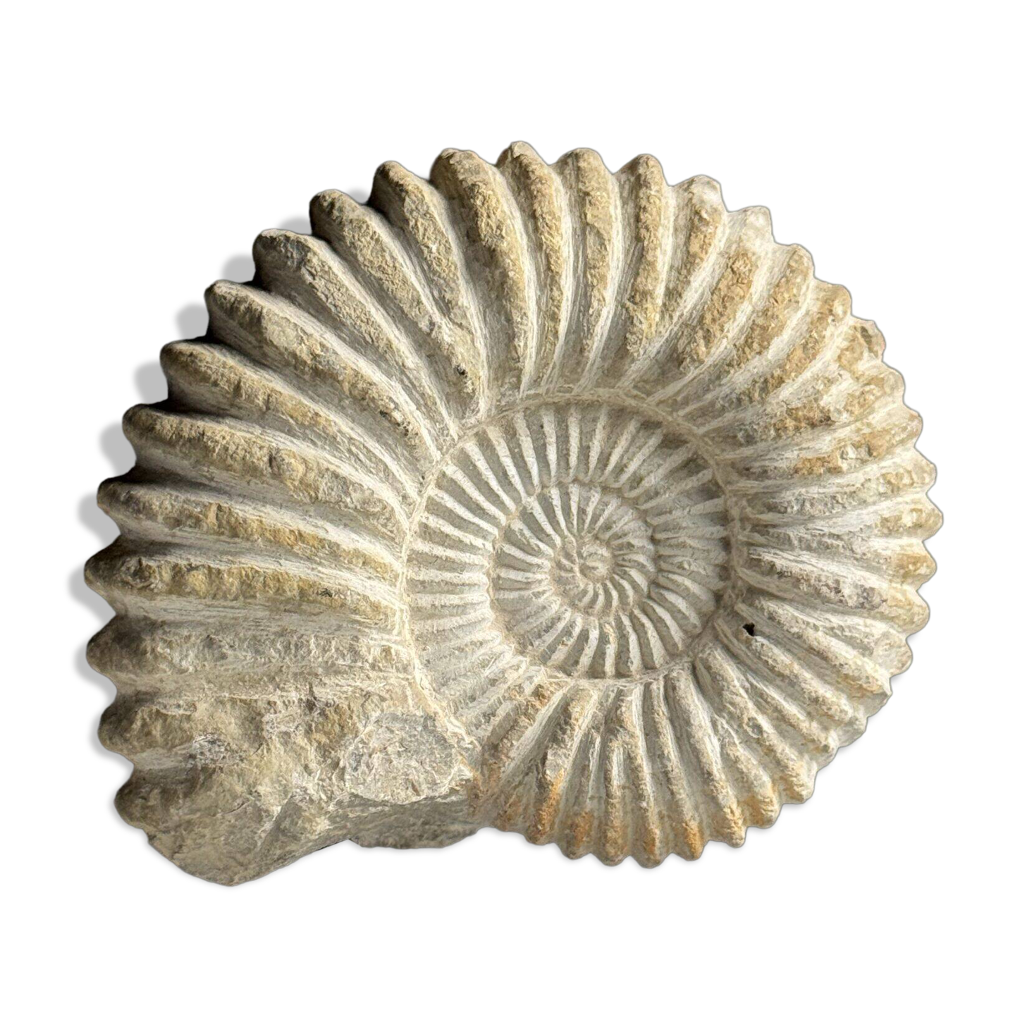 Fossile d'ammonite sur support