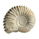 Fossile d'ammonite sur support