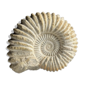 Fossile d'ammonite sur support