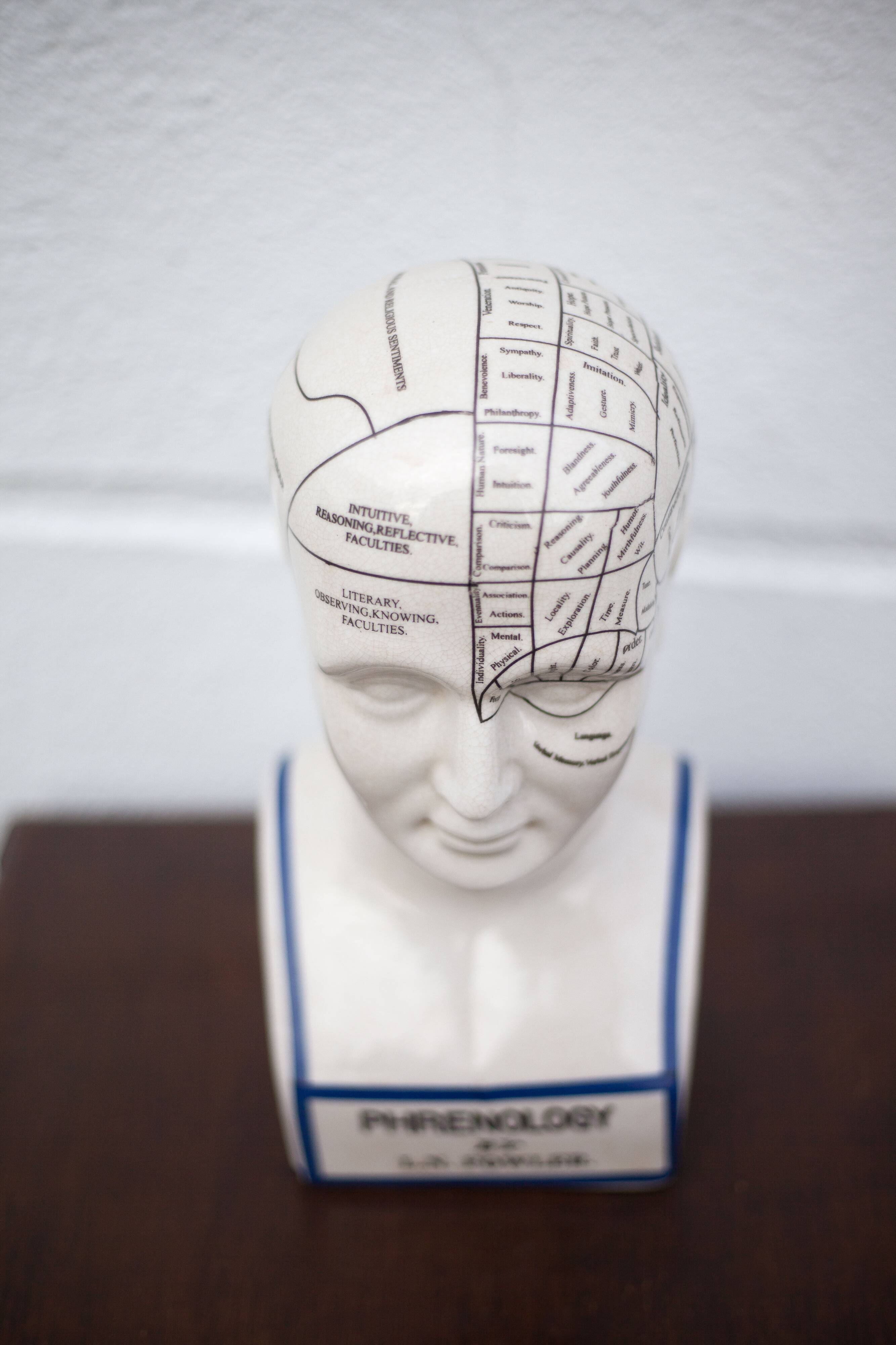 Porcelain bust, Fowler phrenology head, cabinet of curiosities, collection