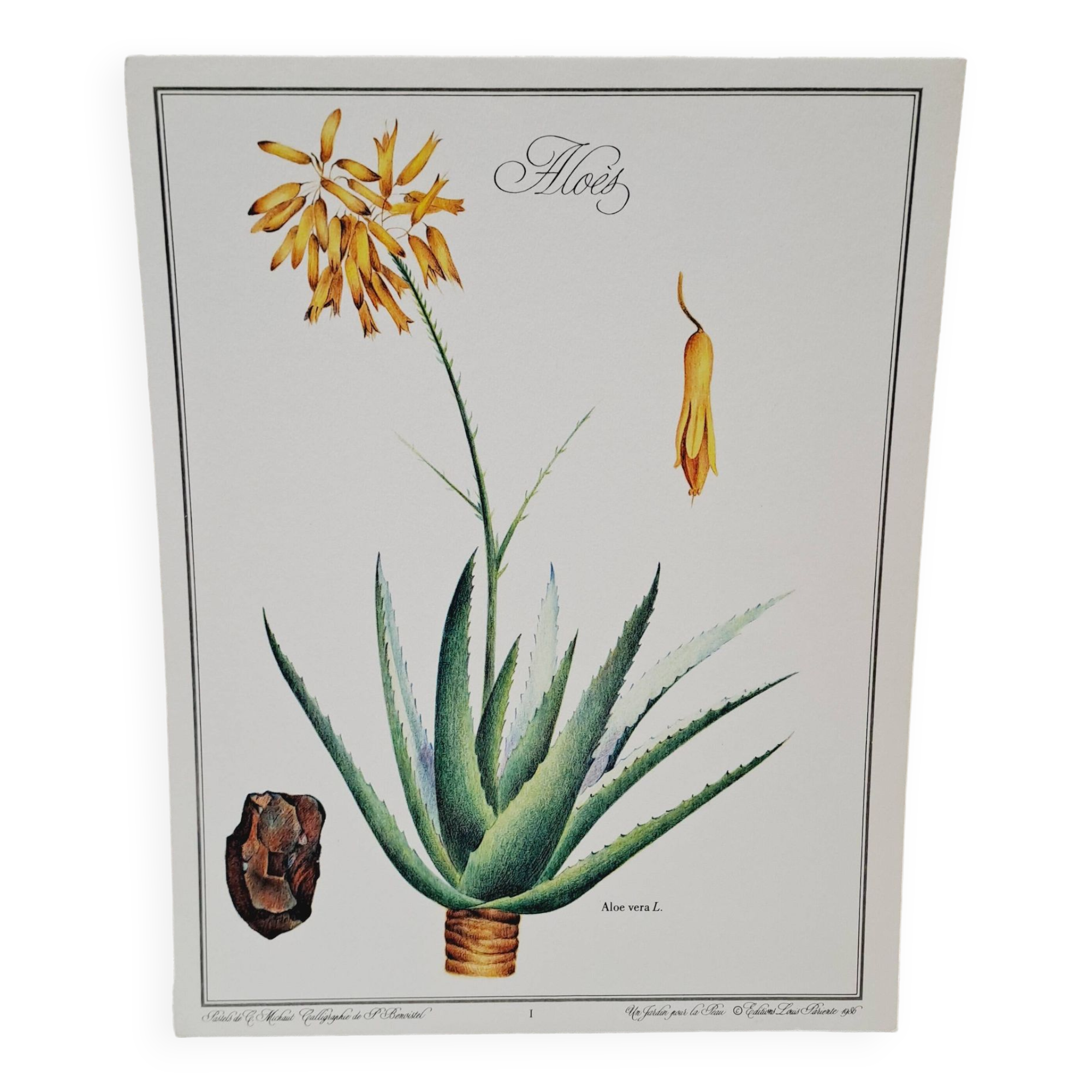 Planche botanique  Aloes