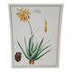 Planche botanique  Aloes