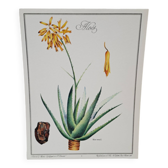 Planche botanique  Aloes
