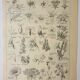 Gravure ancienne 1922, Type de fleur, botanique, calice, corolle • Lithographie, Planche originale