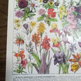 Lithograph on flowers from 1928 (amaranth)