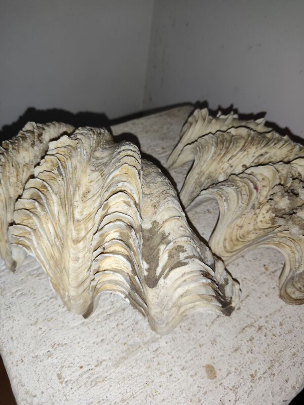 Coquillage benitier corail ancien