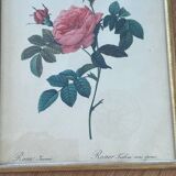 Lithograph PJ Redouté Turbinate rose