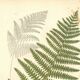 Antique botanical engraving, 1889 - Common fern by A. Pratt