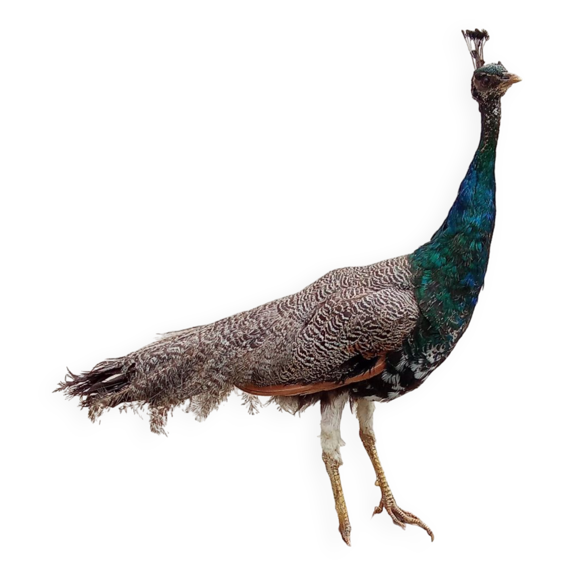 Taxidermy cabinet of curiosities stuffed peacock