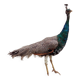 Taxidermy cabinet of curiosities stuffed peacock