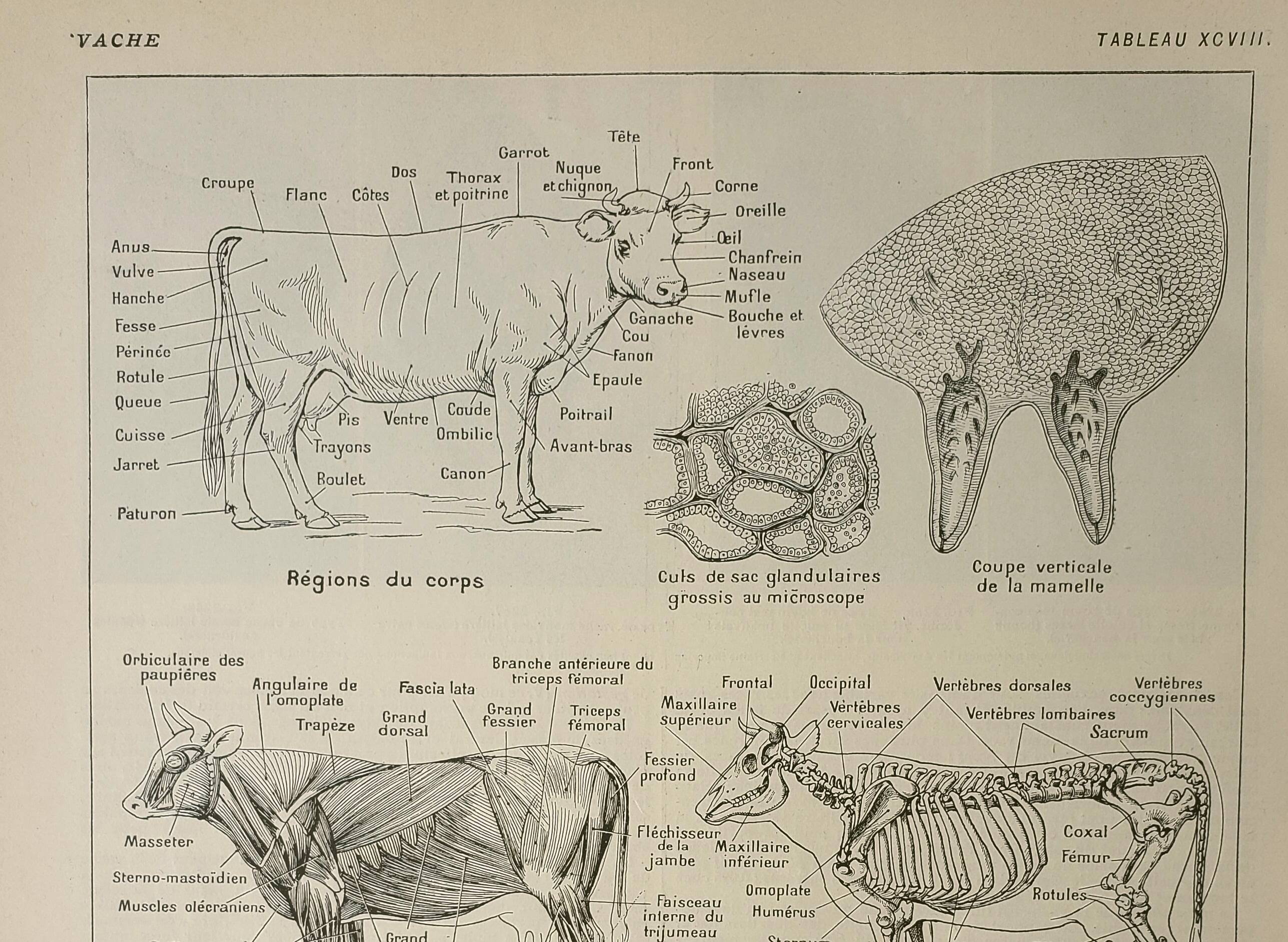 Antique engraving 1922, Cow, anatomy, skeleton, body region • Lithograph, original illustration