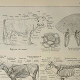Gravure ancienne 1922, Vache, anatomie, squelette, région du corp • Lithographie, illustration origi