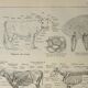 Antique engraving 1922, Cow, anatomy, skeleton, body region • Lithograph, original illustration