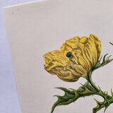Merian Botanical Plate - Mexican Thorny Thistle - Ancient and Natural
