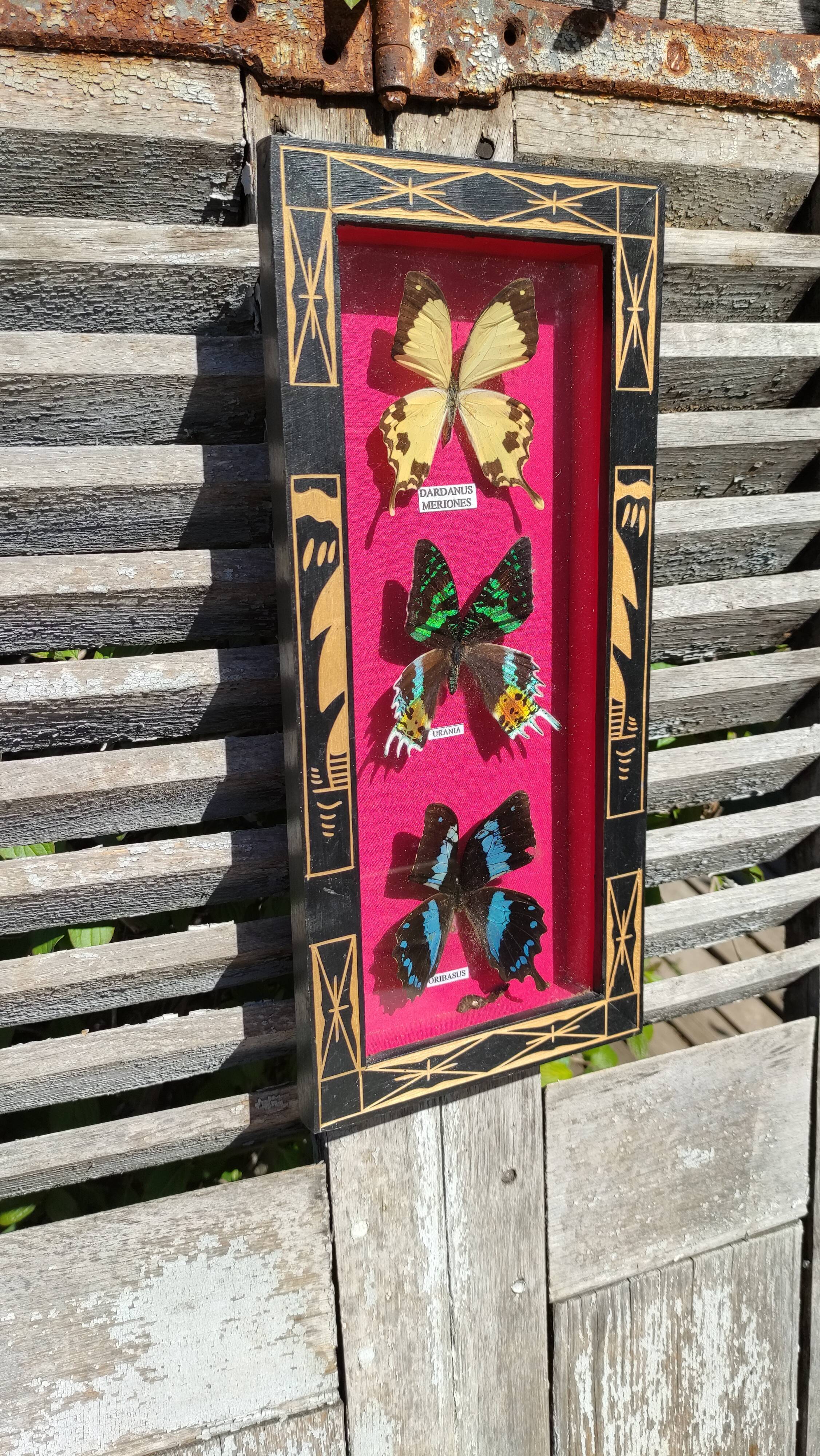 Vintage naturalized butterfly frame