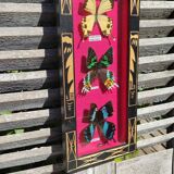 Vintage naturalized butterfly frame