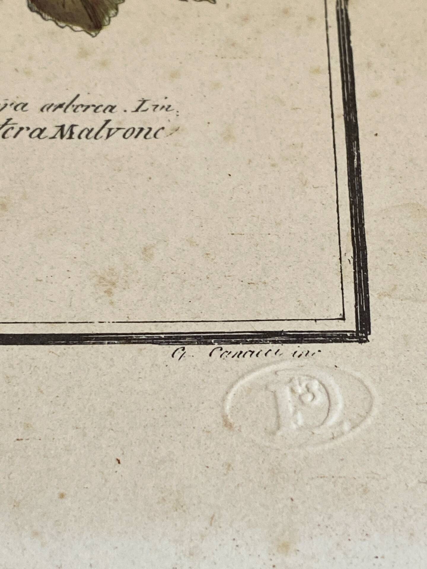Botanical engraving of Lavatera Malvone