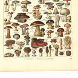 Old engraving from 1923 - Mushrooms by A. Millot - vintage plate