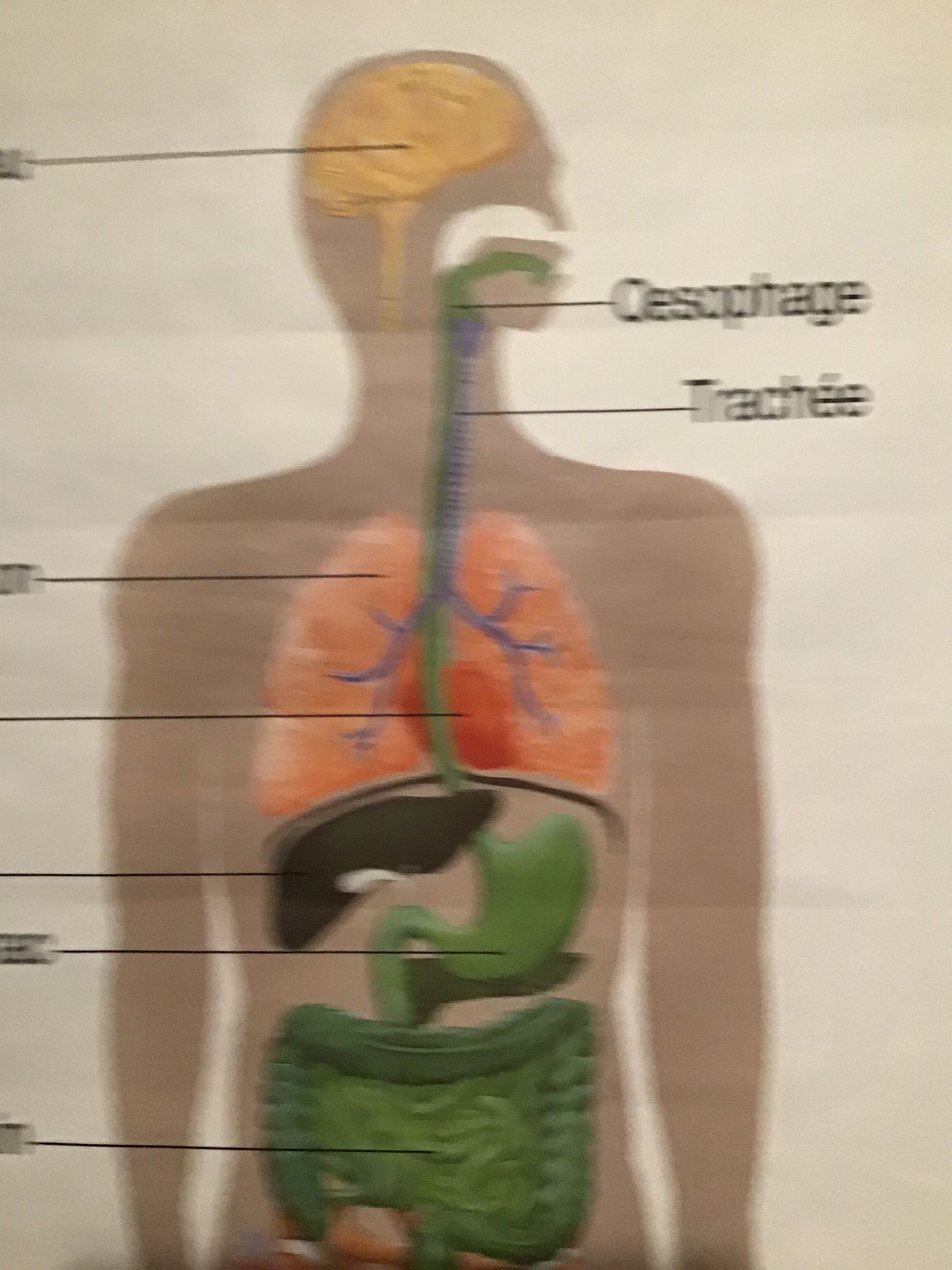 Anatomical board