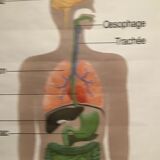 Anatomical board