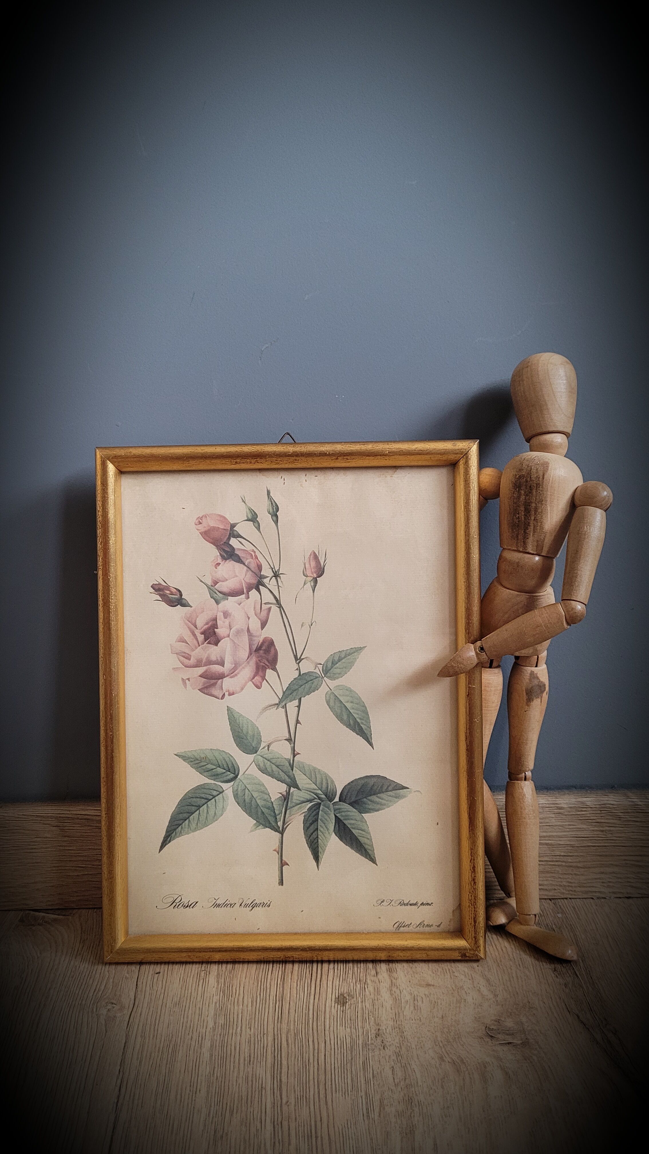 Indica Vulgaris rose lithograph frame