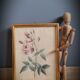 Indica Vulgaris rose lithograph frame