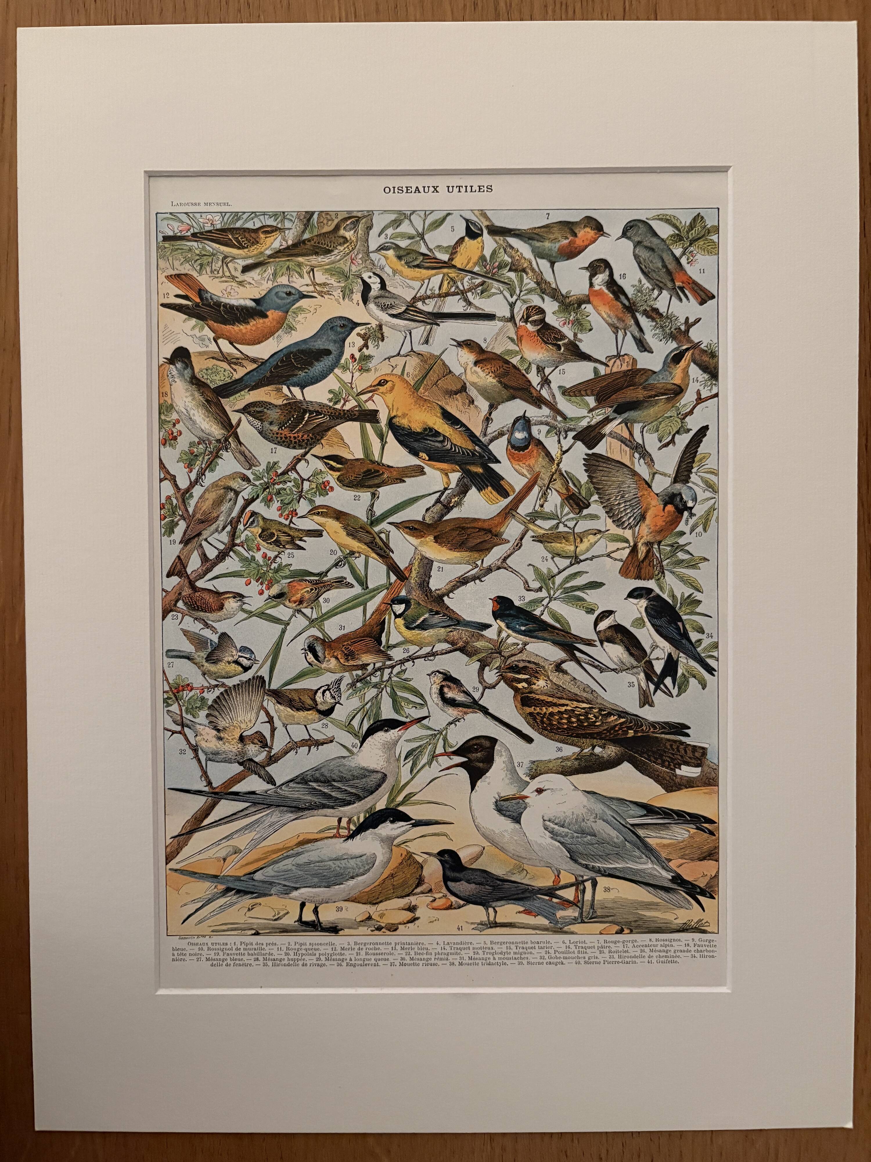 Old illustrated plate on useful birds - 1910