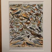 Ancienne planche illustrée sur les oiseaux utiles ï - 1910
