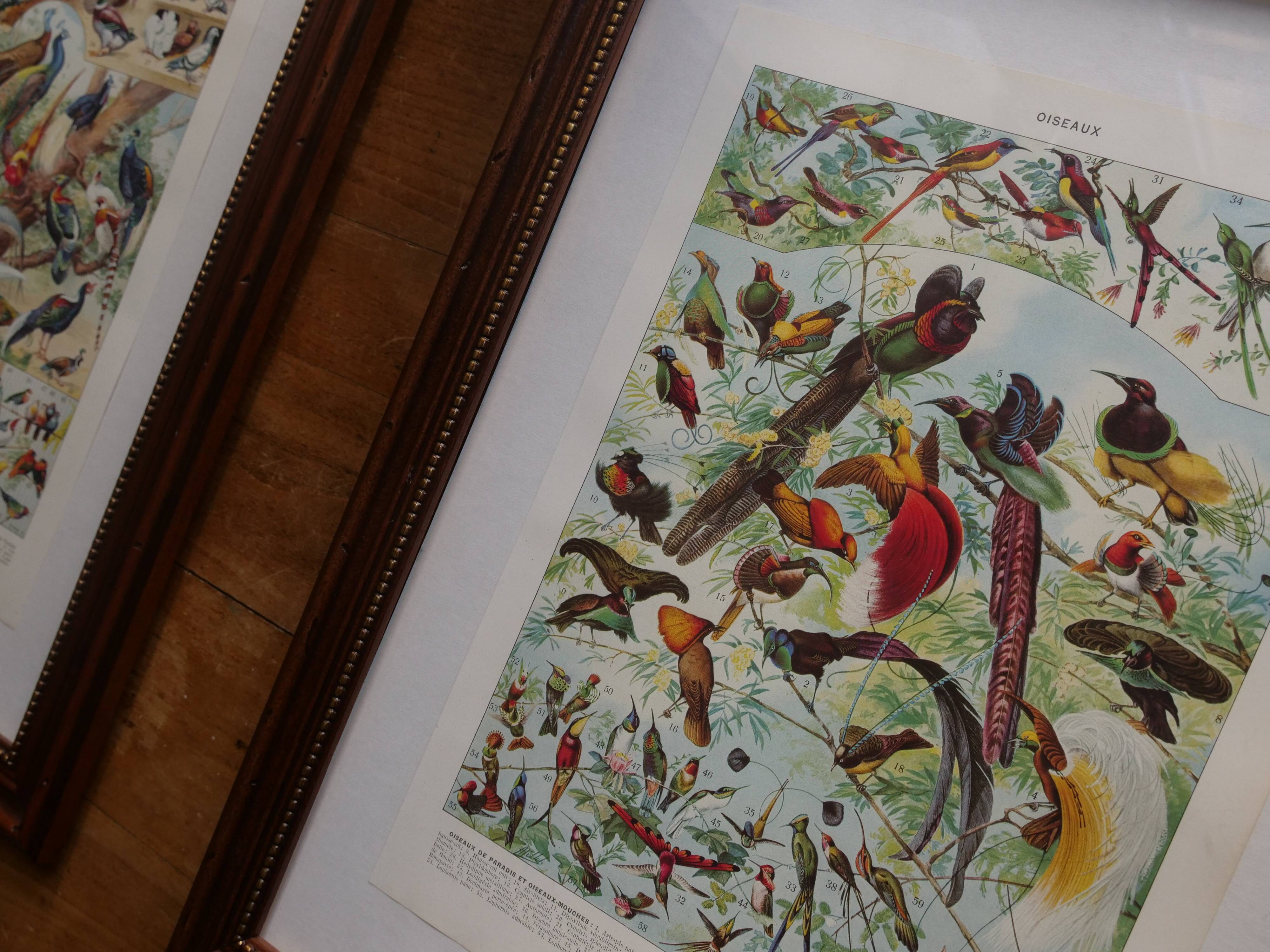 Original lithographs on butterflies