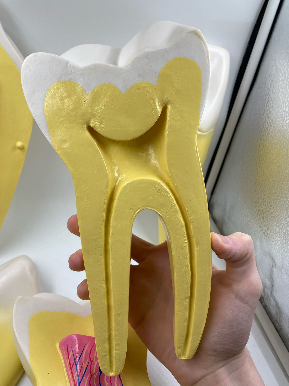 Large size dental model 3 tooth