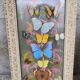 Stuffed butterflies under frames