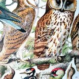 Duo de planches oiseaux