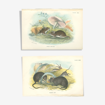 Planches d'histoire naturelle : Des rats noirs  et des souris des bois, par Richard Lydekker